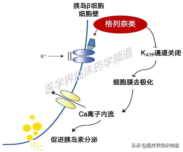 通道(katp,但结合位点与磺脲类不同,是一类快速作用的胰岛素促分泌剂