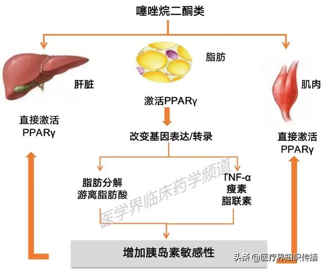 增加靶组织对胰岛素作用的敏感性而降低血糖,还有改善血脂谱,提高纤溶