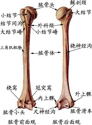 上肢骨的结构解剖(图文详解)