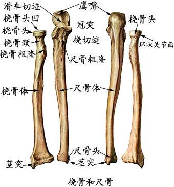  >          (6)手骨(bones of hand):包括腕骨,掌骨和指骨.