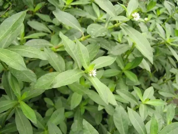 杂草图册26种阔叶杂草11种尖叶杂草