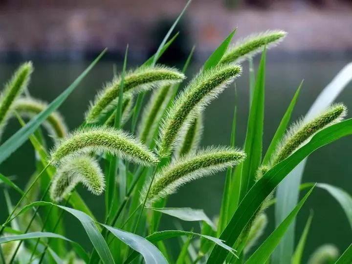 杂草图册26种阔叶杂草11种尖叶杂草