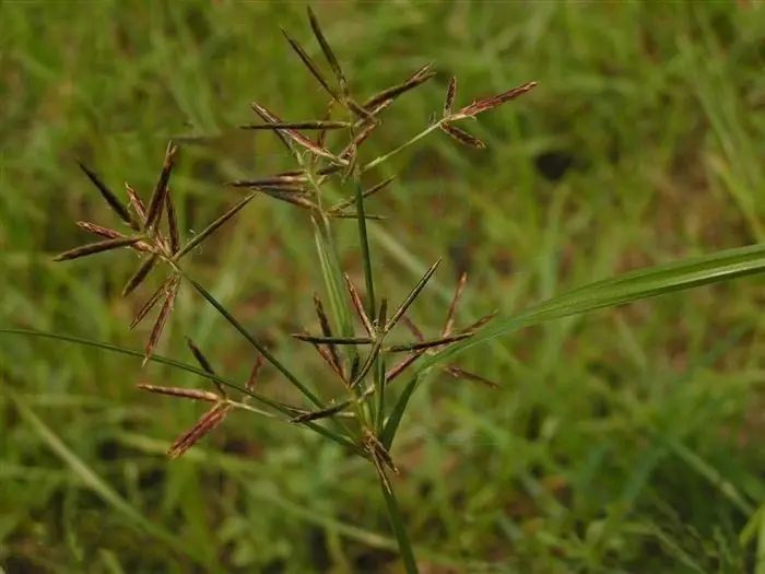 杂草图册26种阔叶杂草11种尖叶杂草