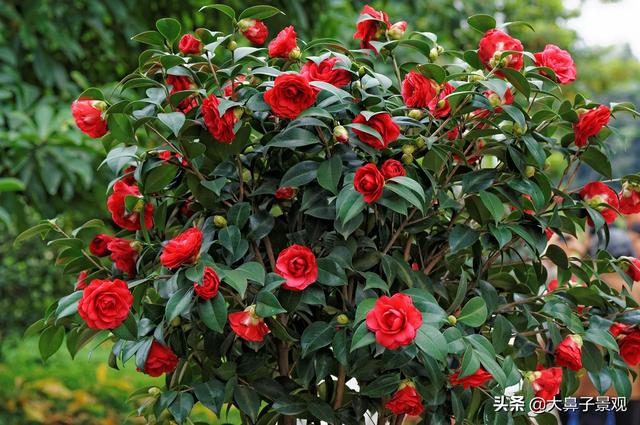 天冷了,十种庭院耐寒花卉植物推荐,让自己的院子冬天也是美美的