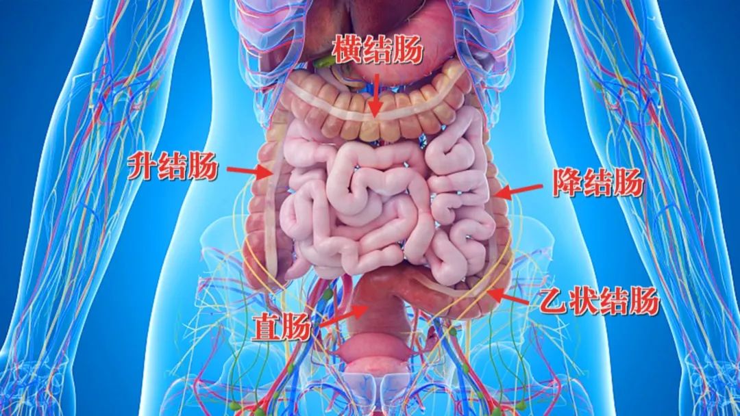 经常吃一点,补气养阴,补出好