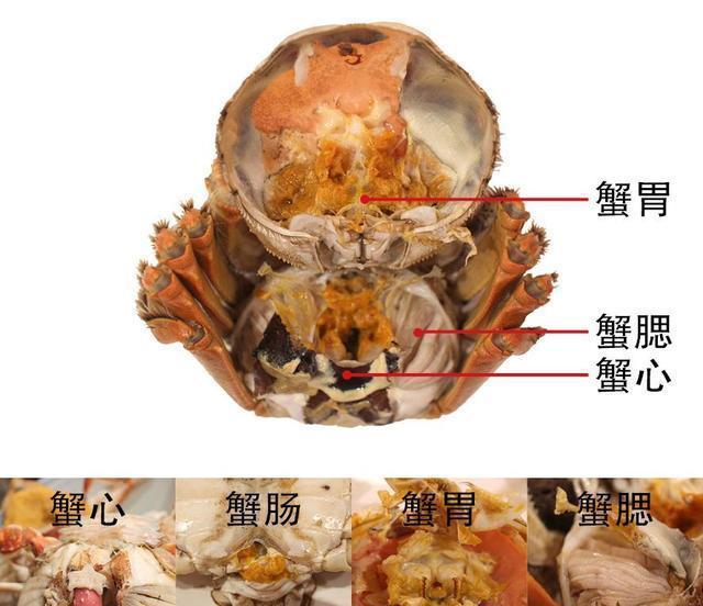 螃蟹不但味奇美而且营养丰富但是螃蟹有四个部位不能吃要逐一扔掉