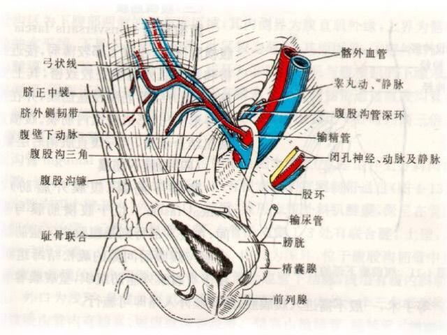 artery:在近腹股沟韧带中点稍内侧处发自髂外动脉,在腹股沟管深环