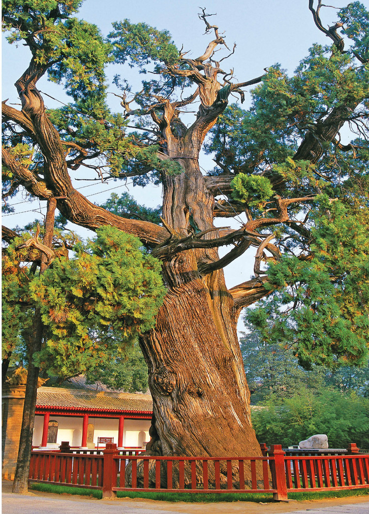 【原】中华古树:陕西黄陵黄帝手植柏(5000年)