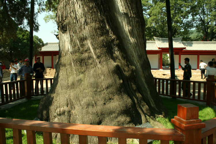 【原】中华古树:陕西黄陵黄帝手植柏(5000年)