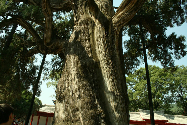 【原】中华古树:陕西黄陵黄帝手植柏(5000年)