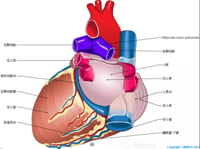 右心耳,心界沟,右心房,心底,冠状动脉沟,肺动脉干,动脉圆锥及漏斗,右