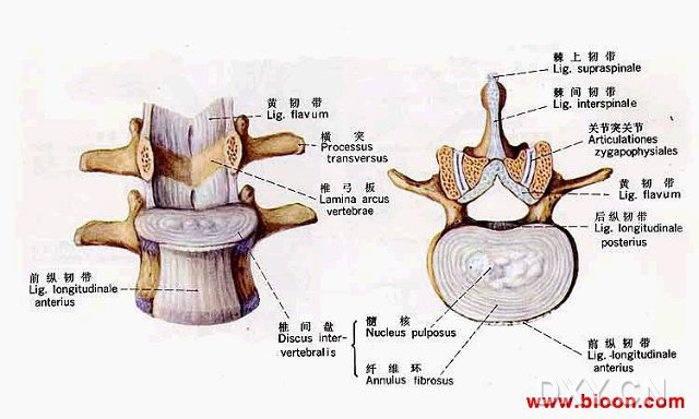 如何正确认识腰椎间盘突出症绝对秘方腰突坐骨神经痛给你提供一个治疗