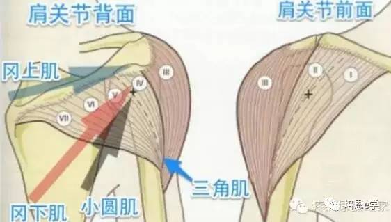 三角肌和冈上肌,冈下肌是肩关节表层和深层的肌肉