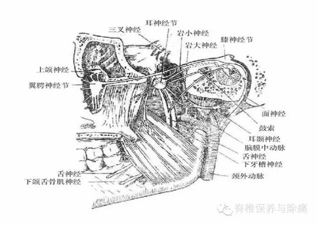 与蝶腭神经节有关的头面痛,鼻炎诊疗——建议收藏