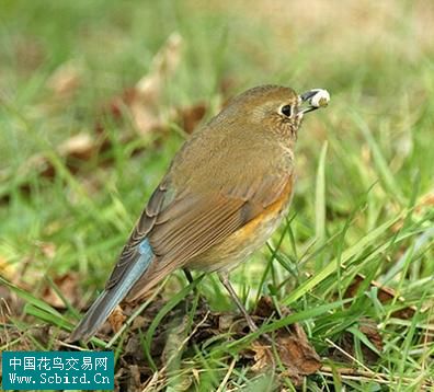 220.锡嘴雀