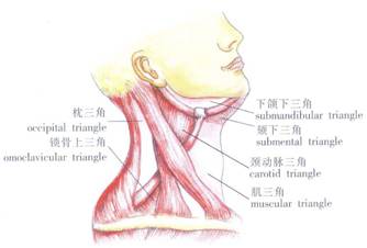 颈部以胸锁乳突肌前后缘为标志可分为颈前区,胸锁乳突肌区,颈外侧区