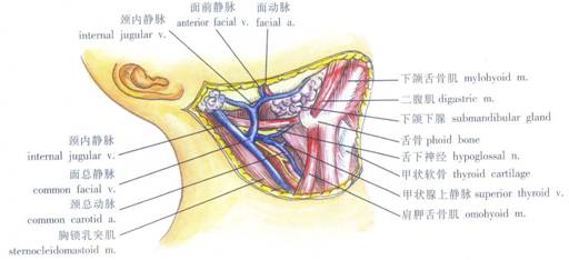 (1)颏下三角:位于左右二腹肌前腹与舌骨体之间,顶为颈浅筋膜层的舌骨