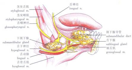 (2)下颌下三角:位于下颌下缘及二腹肌前,后腹之间,为舌骨上区的两侧