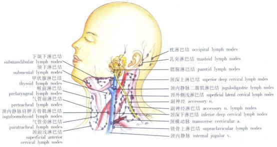 (2)乳突淋巴结:又名耳后淋巴结,收纳颞,顶,乳突区及耳郭的淋巴,注入颈