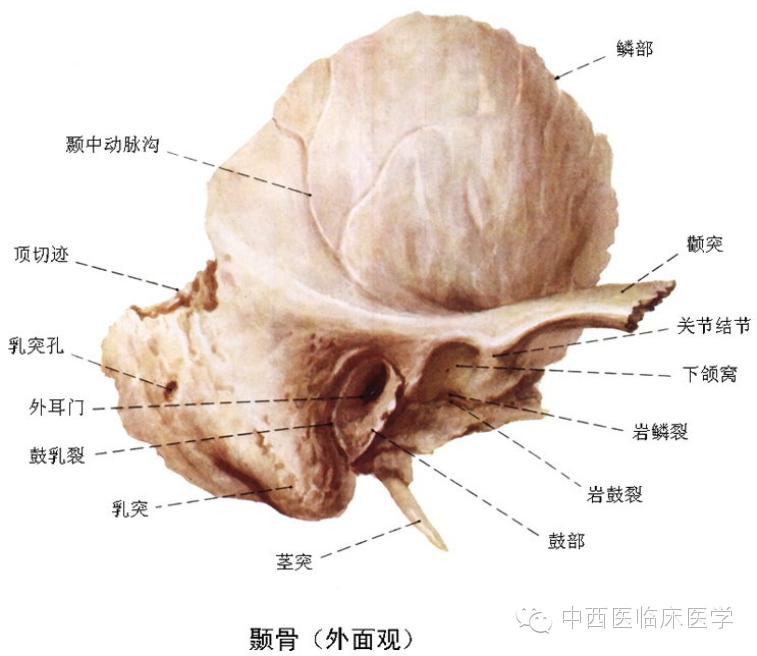 它参与构成颅底的部分呈椎体形,嵌于蝶骨和枕骨之间,称颞骨岩部,其内