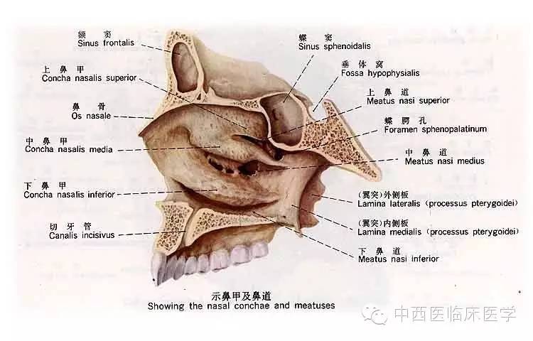 前二者属于筛骨,后者是独立的骨.