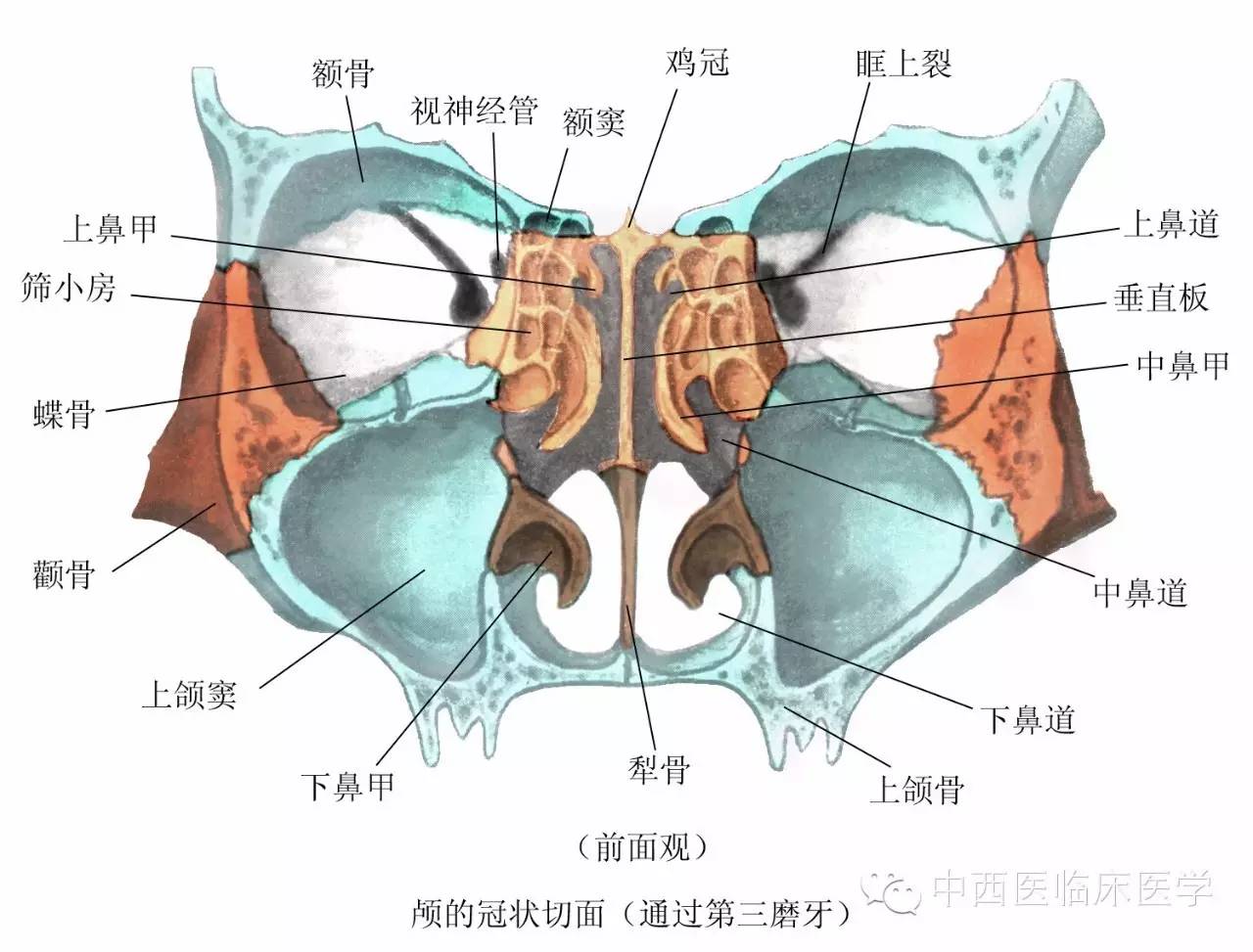 系统解剖学┃运动系统4颅骨