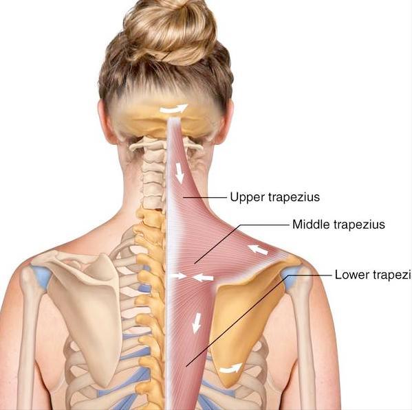 如果您正经历着肩胛骨周边疼痛的困扰不知病因是啥请看此文