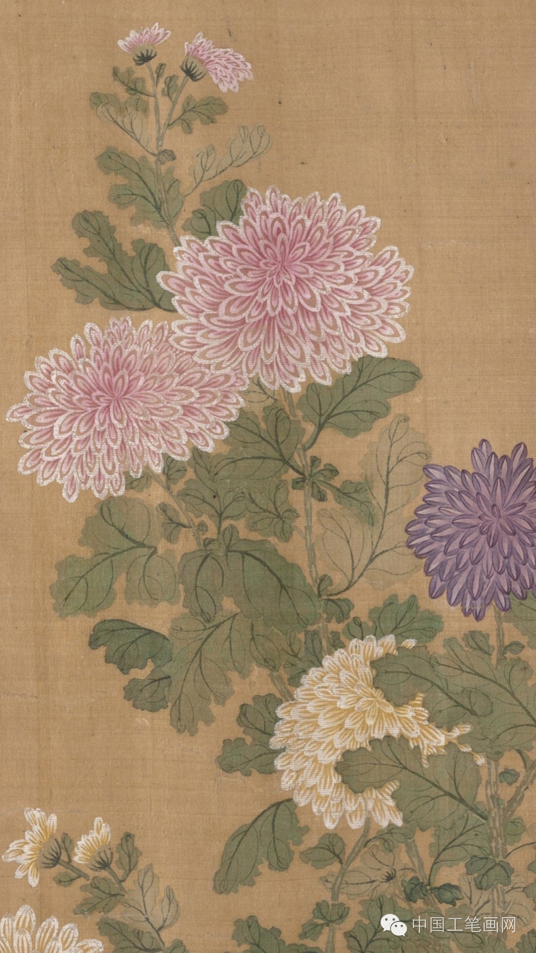 清·恽寿平没骨画精品《百花图卷》高清欣赏