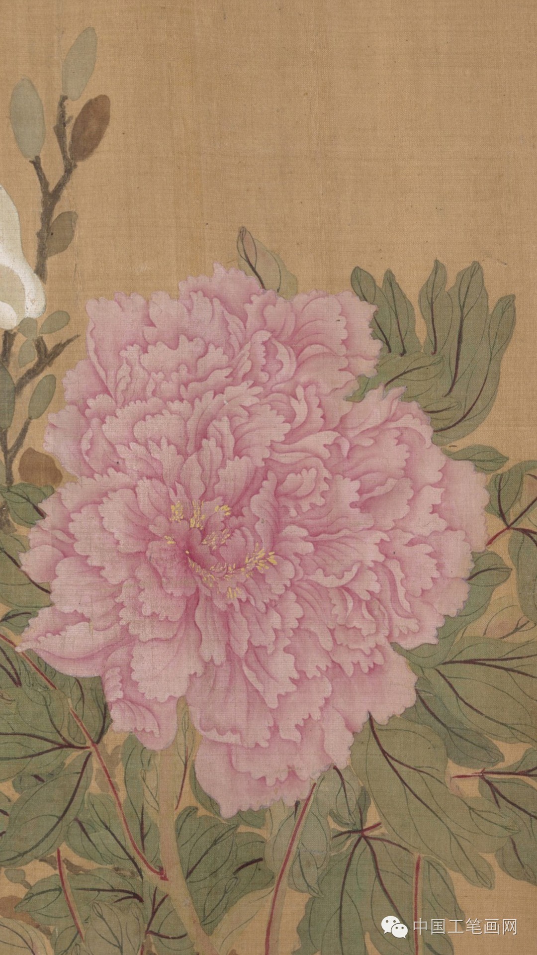 清·恽寿平没骨画精品《百花图卷》高清欣赏