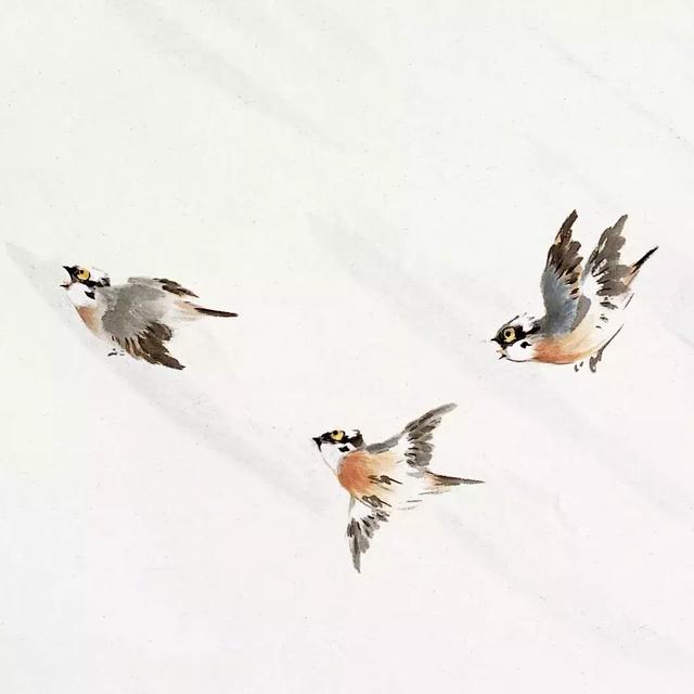 8-白头翁
