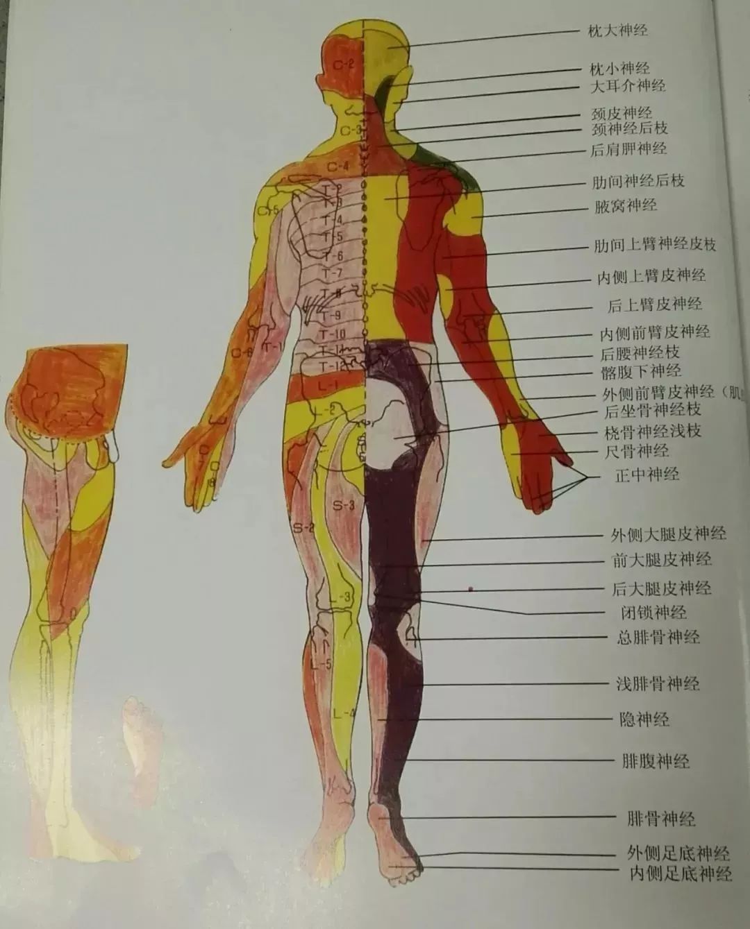 全身神经支配与分布,神经丛详解,神经松动术详解