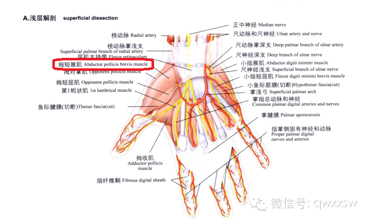 桡侧群:拇短展肌,拇短屈肌,拇对掌肌,拇收肌.