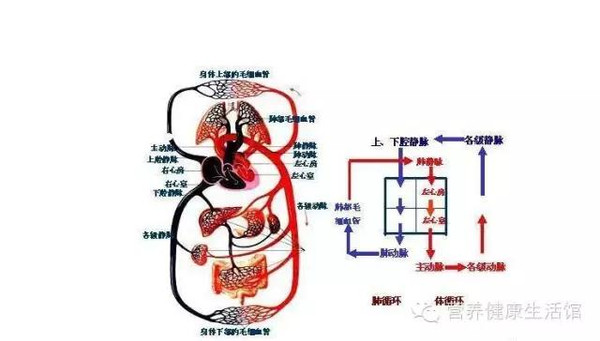 人体的八大系统