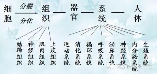 人体的八大系统