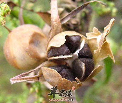 牵牛子的功效与作用3