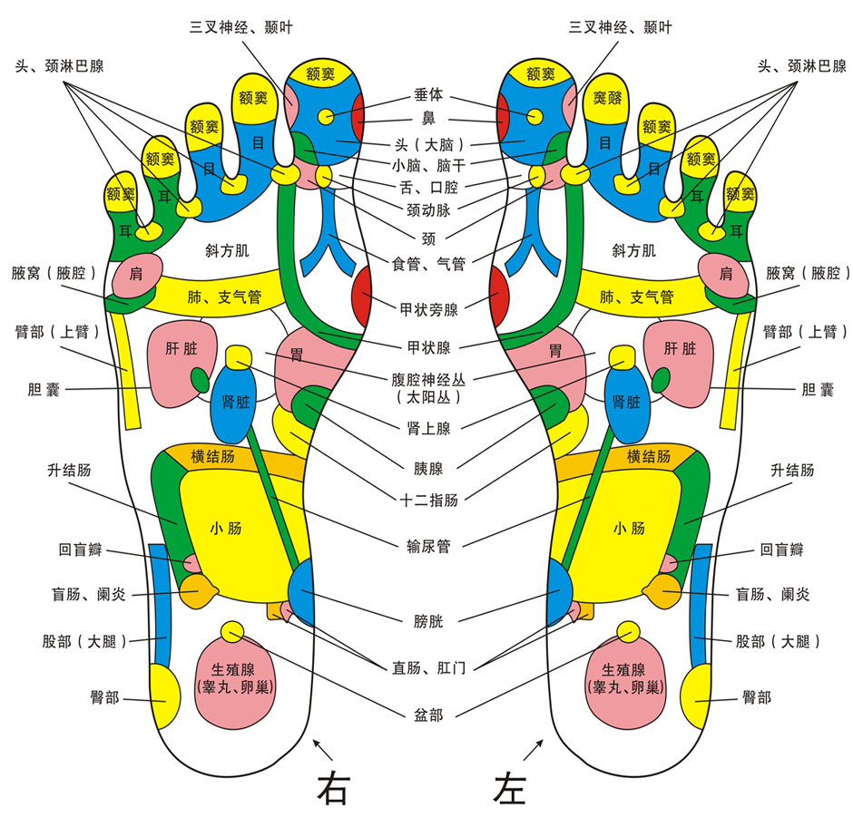 高清下载》》足部反射区示意图 脚底反射区图》》2014-02-25 20:05:31