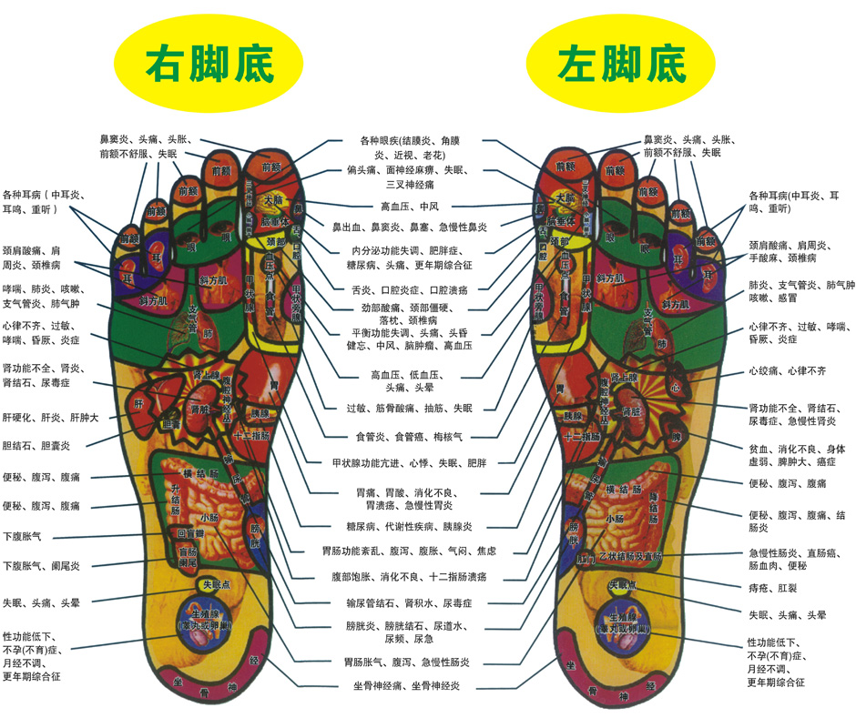 足部穴位与全身脏腑经络关系密切,承担身体全部重量,故有人称"脚"是