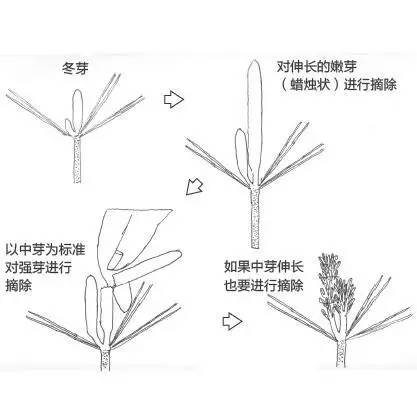 零基础盆景人进阶之路黑松盆景松针短叶修剪法盆景abc连载七