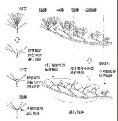 零基础盆景人进阶之路黑松盆景松针短叶修剪法盆景abc连载七