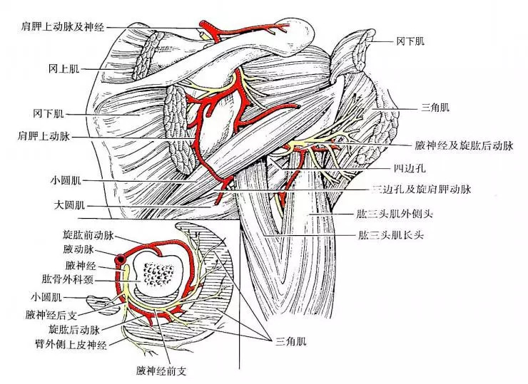 解剖基础详解小圆肌与冈下肌