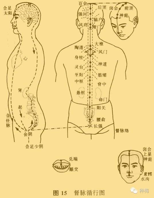 下脘建里中脘前, 上脘巨阙连鸠尾,中庭膻中玉堂联, 紫宫华盖循璇玑