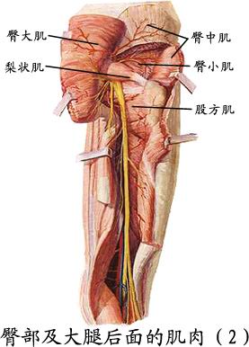 ②缝匠肌,呈扁带状,屈髋屈膝.