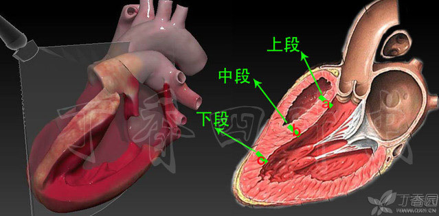 基础心脏解剖3d图太珍贵了