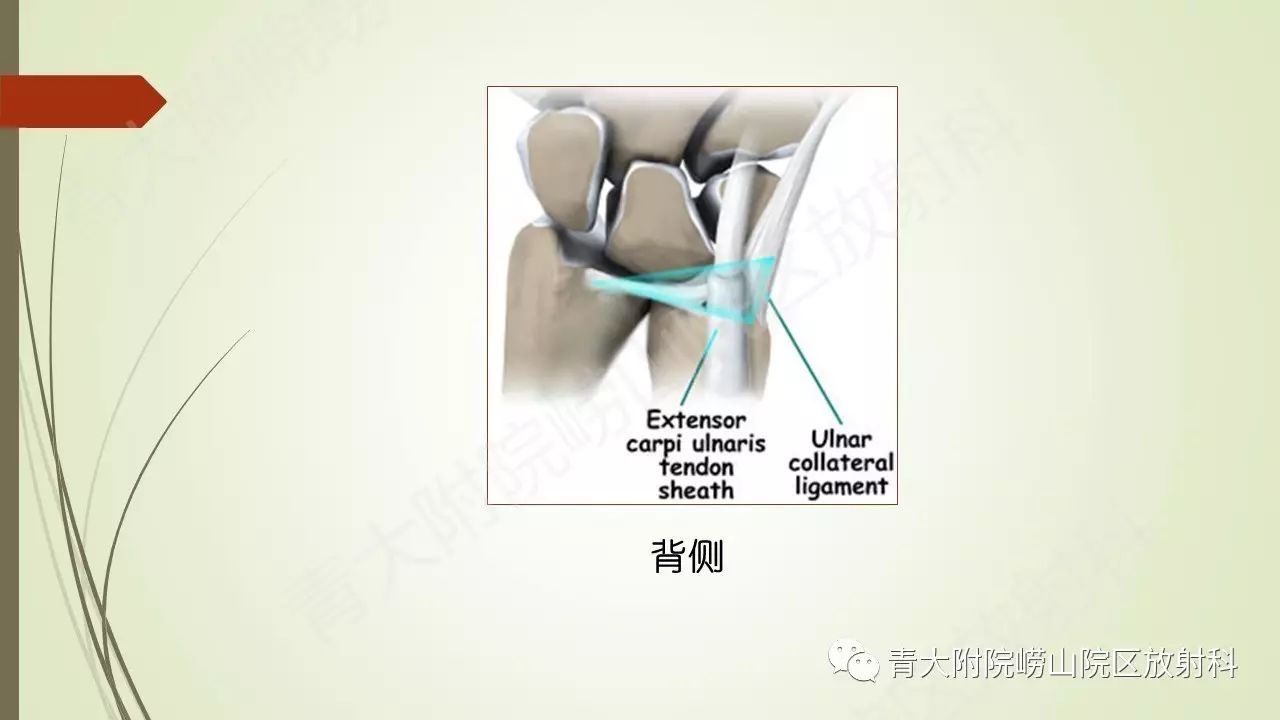 解剖学系列讲座六三角纤维软骨复合体