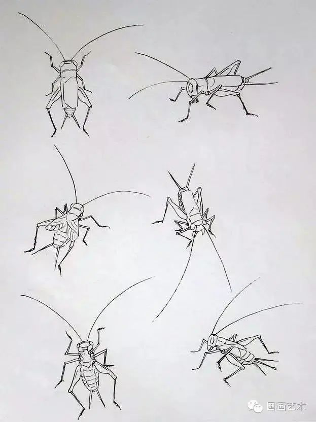 24种常见草虫及其多种白描形态,值的收藏