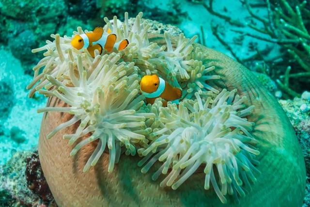 占海洋面积不足2‰的珊瑚礁,养育着全球1/4的海洋生物,这使得珊瑚礁