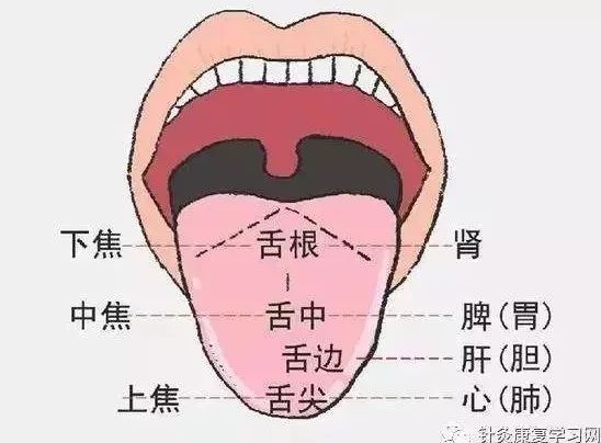 最全舌诊图解中医教你6大方法看舌头懂健康收藏备用