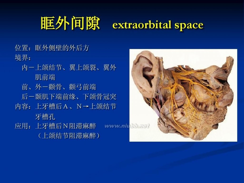 [头部解剖]头部解剖图谱 - 好网角文章收藏