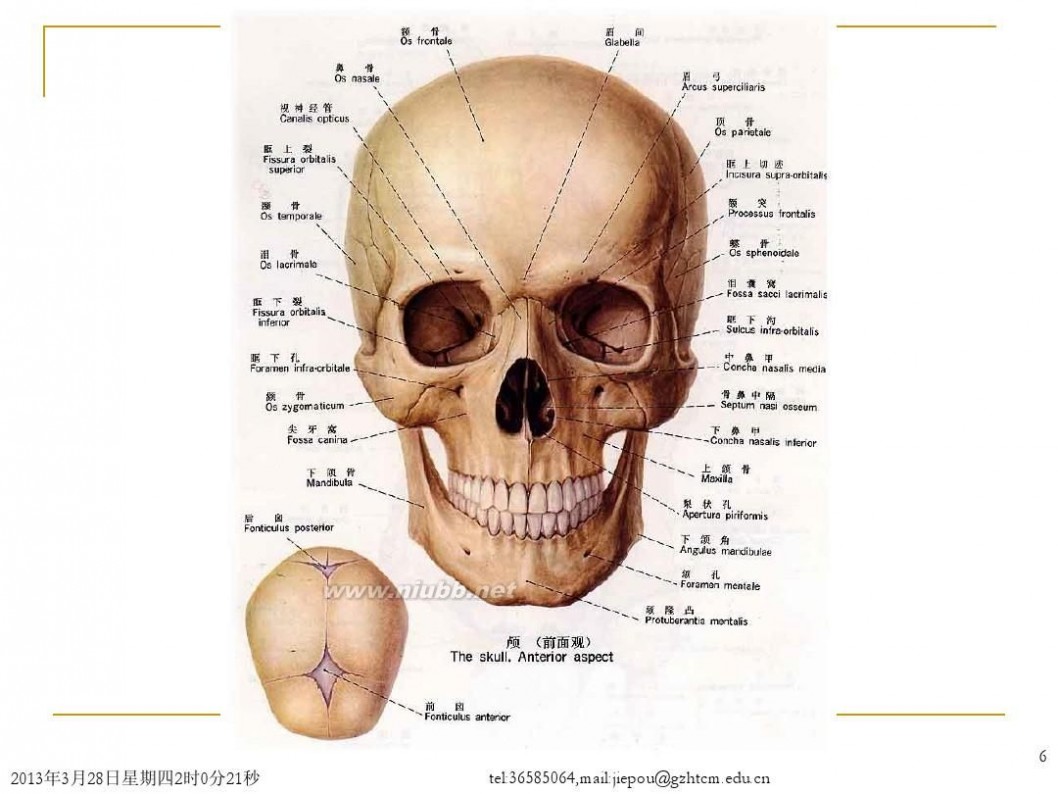 头部解剖头部解剖图谱