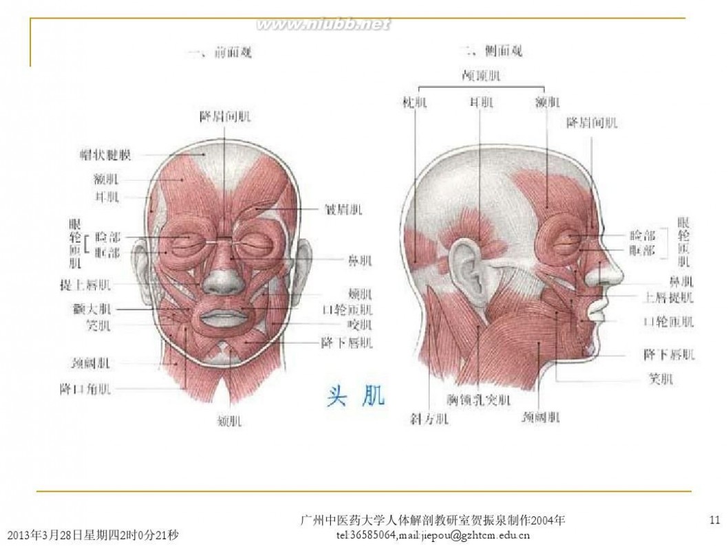 头部解剖头部解剖图谱